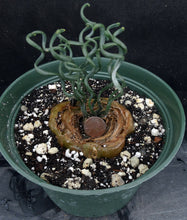 Load image into Gallery viewer, Albuca bruce-bayeri *Big Plant!*