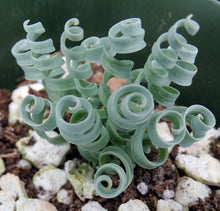 Load image into Gallery viewer, Albuca concordiana *Blue Curly Leaves*