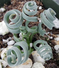 Load image into Gallery viewer, Albuca concordiana *Blue Curly Leaves*