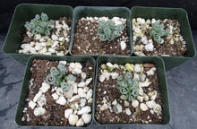 Load image into Gallery viewer, Albuca concordiana *Blue Curly Leaves*