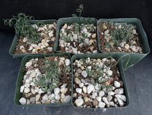 Load image into Gallery viewer, Albuca foetida *Curly-Q leaf tips*