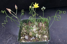 Load image into Gallery viewer, Albuca osmynella *Miniature bulb w/curly-Q leaves*