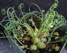 Load image into Gallery viewer, Albuca osmynella *Miniature bulb w/curly-Q leaves*