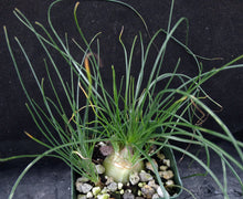 Load image into Gallery viewer, Albuca polyphylla