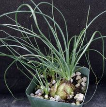 Load image into Gallery viewer, Albuca polyphylla
