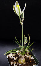 Load image into Gallery viewer, Albuca polyphylla