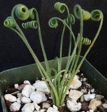 Load image into Gallery viewer, Albuca foetida x spiralis *Hybrid*