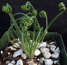 Load image into Gallery viewer, Albuca foetida x spiralis *Hybrid*