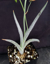 Load image into Gallery viewer, Albuca villosa *Furry Leaves!*