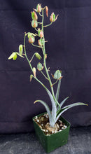 Load image into Gallery viewer, Albuca villosa *Furry Leaves!*