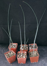 Load image into Gallery viewer, Albuca villosa *Furry Leaves!*