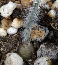 Load image into Gallery viewer, Albuca villosa *Furry Leaves!*
