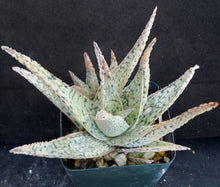 Load image into Gallery viewer, Aloe Original Hybrid