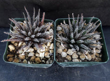 Load image into Gallery viewer, Aloe haworthioides