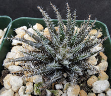 Load image into Gallery viewer, Aloe haworthioides