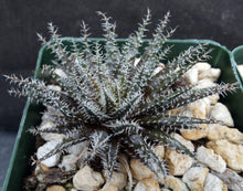 Load image into Gallery viewer, Aloe haworthioides