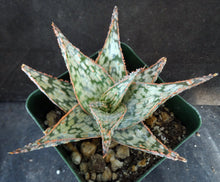 Load image into Gallery viewer, Aloe x 'Orange Cream'