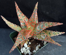 Load image into Gallery viewer, Aloe x 'Bee's Red'