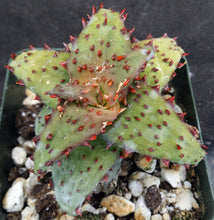 Load image into Gallery viewer, Aloe castilloniae Spiny leaf form