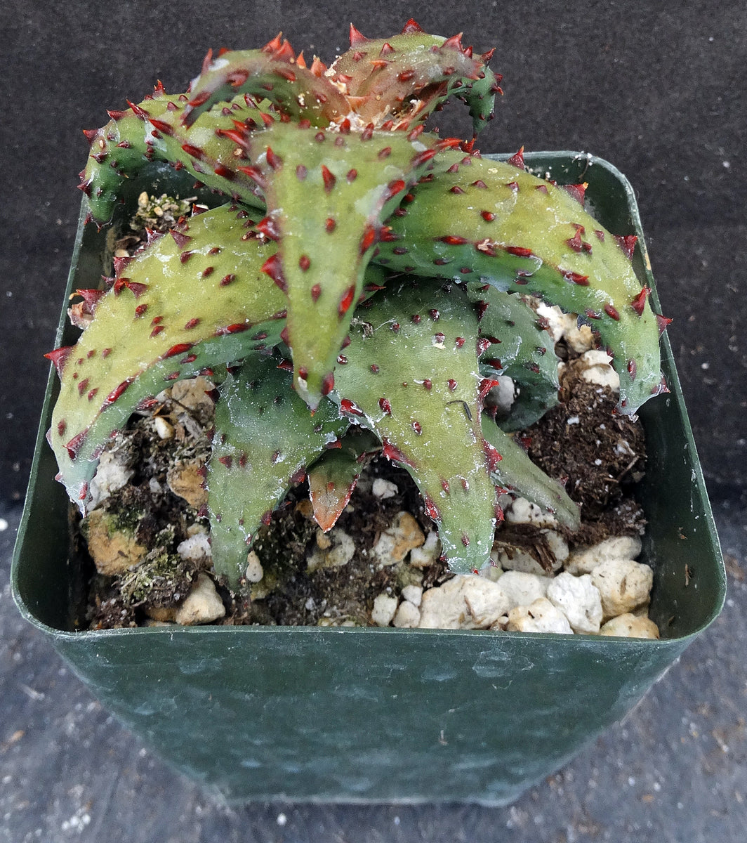 【在庫ラスト1株】 Aloe castilloniae子株④ Aloe castilloniae – Planet Desert