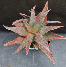 Load image into Gallery viewer, Aloe castilloniae Original Hybrid