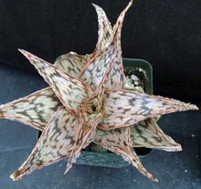 Load image into Gallery viewer, Aloe x 'Orange Cream'