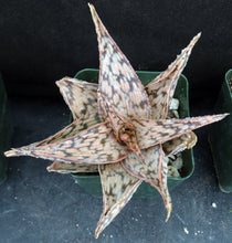 Load image into Gallery viewer, Aloe x 'Orange Cream'