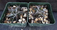 Load image into Gallery viewer, Aloe descongsii