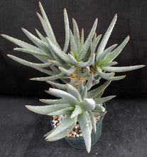 Load image into Gallery viewer, Aloe dichotoma *Multi-headed Plant* 12" tall
