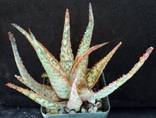Load image into Gallery viewer, Aloe x 'Ventura Sunset'