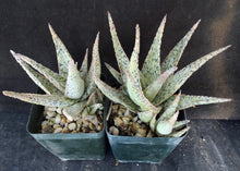 Load image into Gallery viewer, Aloe Original Hybrid