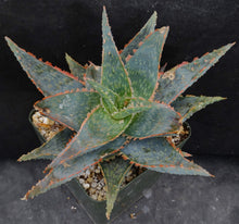 Load image into Gallery viewer, Aloe x 'Moorpark'