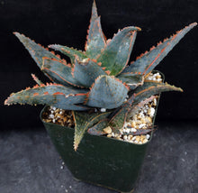 Load image into Gallery viewer, Aloe x 'Moorpark'