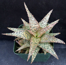 Load image into Gallery viewer, Aloe x 'Mint Julep'