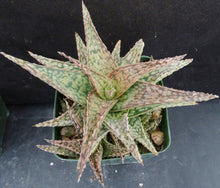 Load image into Gallery viewer, Aloe x 'Mint Julep'