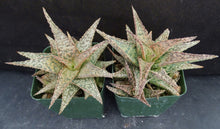 Load image into Gallery viewer, Aloe x 'Mint Julep'