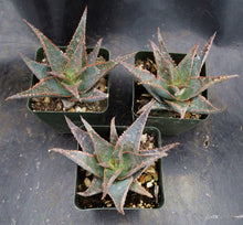 Load image into Gallery viewer, Aloe x 'Moorpark'