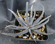 Load image into Gallery viewer, Aloe parvula *Miniature Blue Aloe*