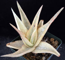 Load image into Gallery viewer, Aloe x 'Pink Blush' Variegata *Ultra Variegated*