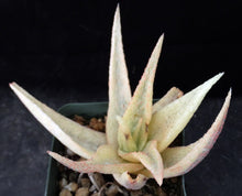 Load image into Gallery viewer, Aloe x 'Pink Blush' Variegata *Ultra Variegated*