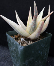 Load image into Gallery viewer, Aloe x 'Pink Blush' Variegata *Ultra Variegated*