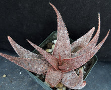 Load image into Gallery viewer, Aloe x 'Pink Prickles'