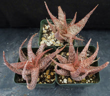 Load image into Gallery viewer, Aloe x 'Pink Prickles'