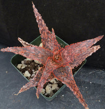 Load image into Gallery viewer, Aloe x 'Sanguine Dream' Original Hybrid