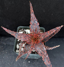Load image into Gallery viewer, Aloe x 'Sanguine Dream' Original Hybrid