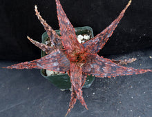 Load image into Gallery viewer, Aloe x 'Sanguine Dream' Original Hybrid