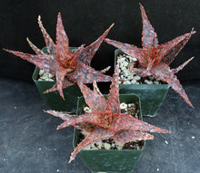 Load image into Gallery viewer, Aloe x 'Sanguine Dream' Original Hybrid