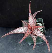 Load image into Gallery viewer, Aloe x 'Cherry Vanilla' Original Hybrid