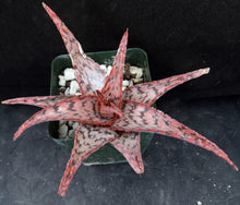 Load image into Gallery viewer, Aloe x 'Cherry Vanilla' Original Hybrid