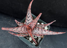 Load image into Gallery viewer, Aloe x 'Cherry Vanilla' Original Hybrid